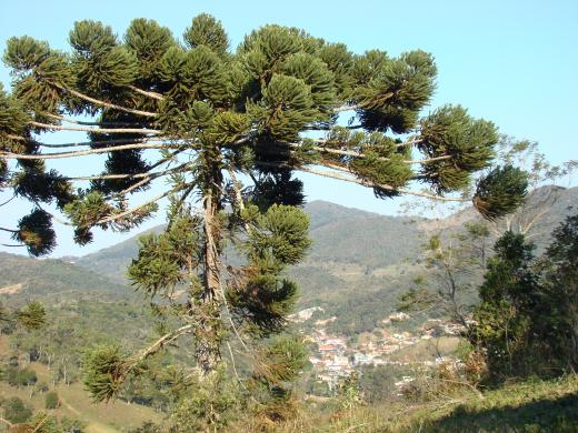 Santo Antônio do Pinhal