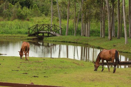 Recanto Alvorada Eco Rersort
