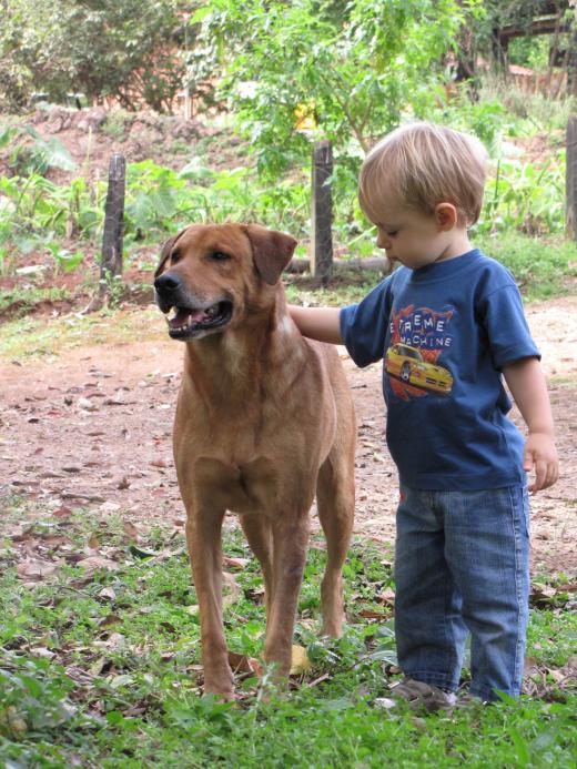 Socorro (SP) - destino pet friendly