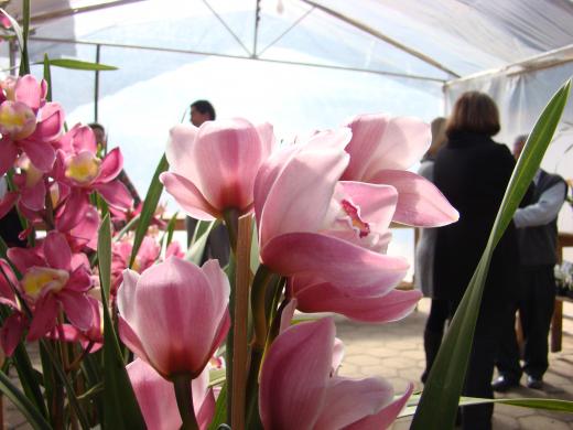 Festa da Orquídea