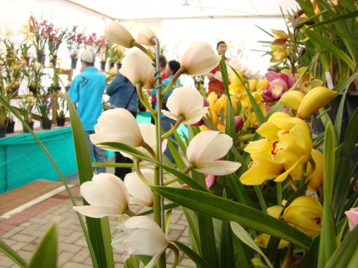 Orquídeas em Santo Antônio do Pinhal