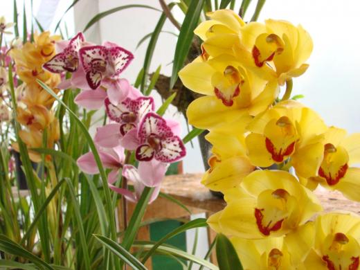 Festa da Orquídea